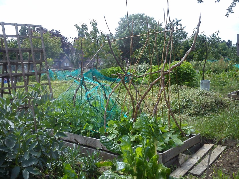 Allotment structures